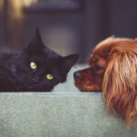 dog, cat, pets-2606759.jpg