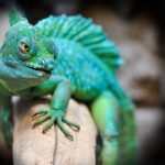 reptile, lizard, green-2042906.jpg