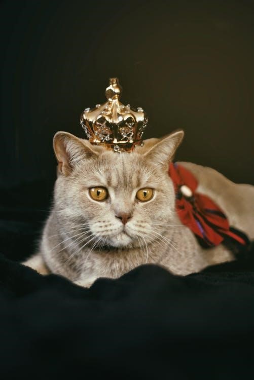 King cat photo