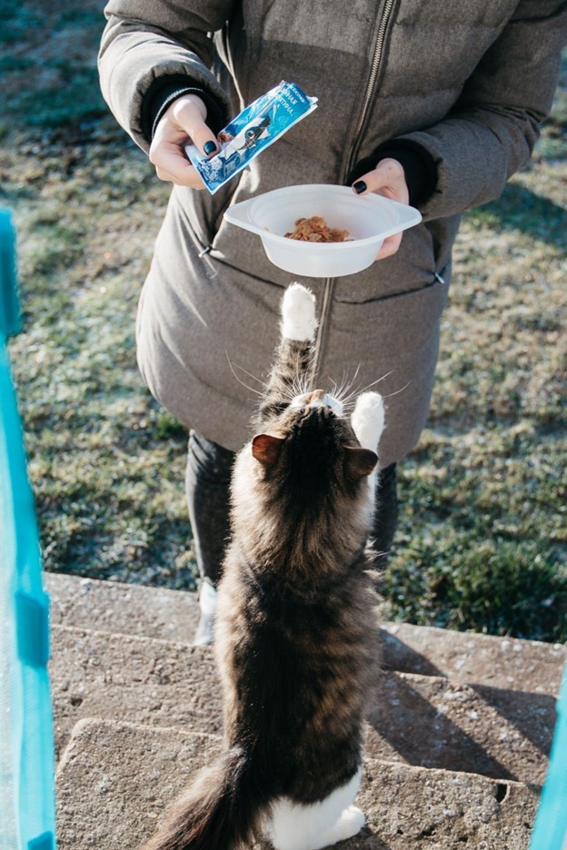 cat-feed