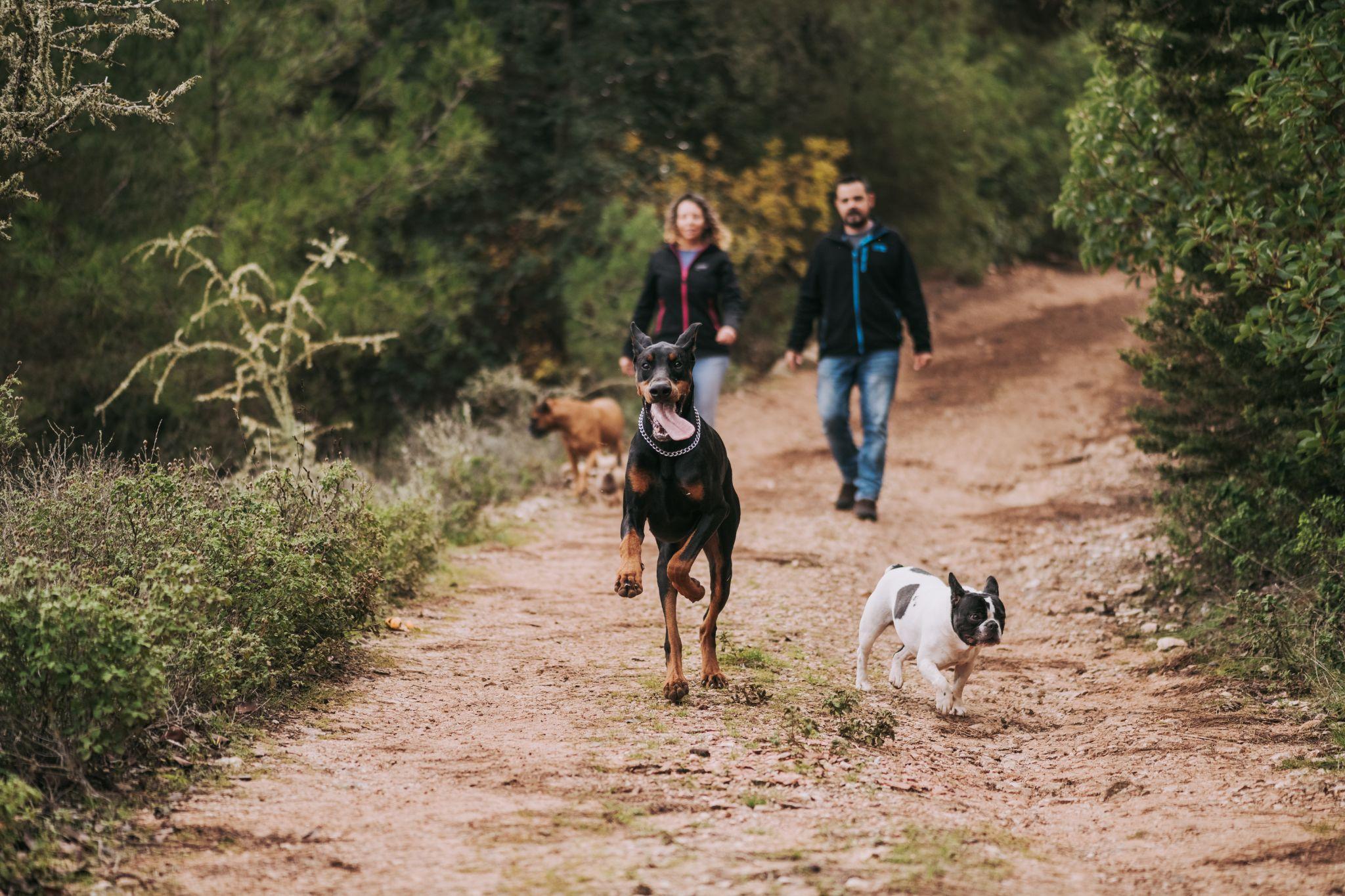 Dogs going on a walk