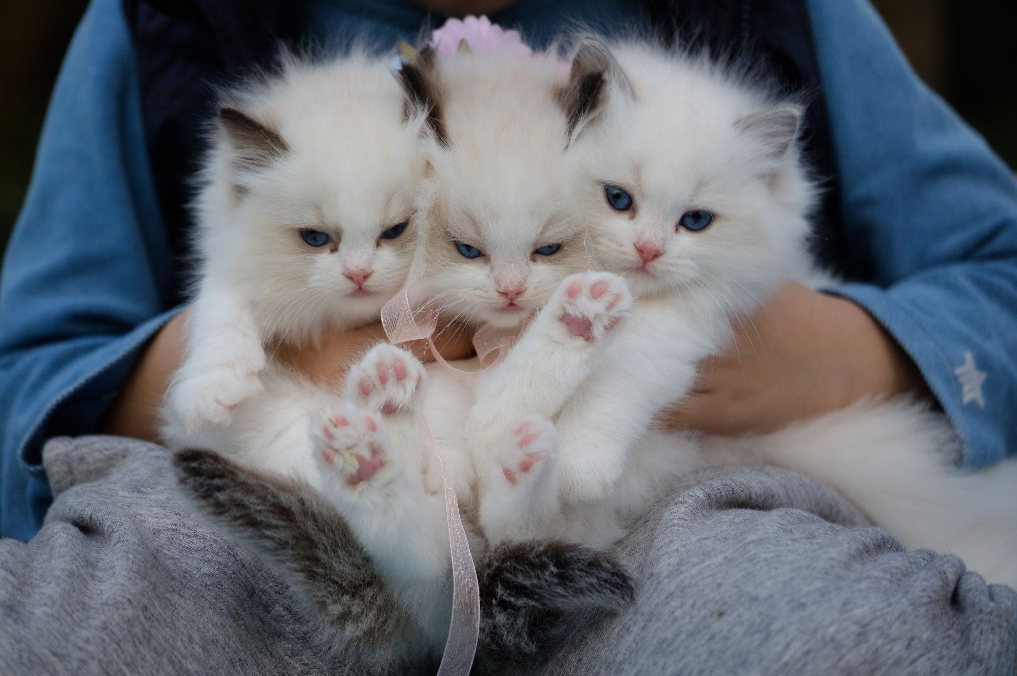 Baby cats