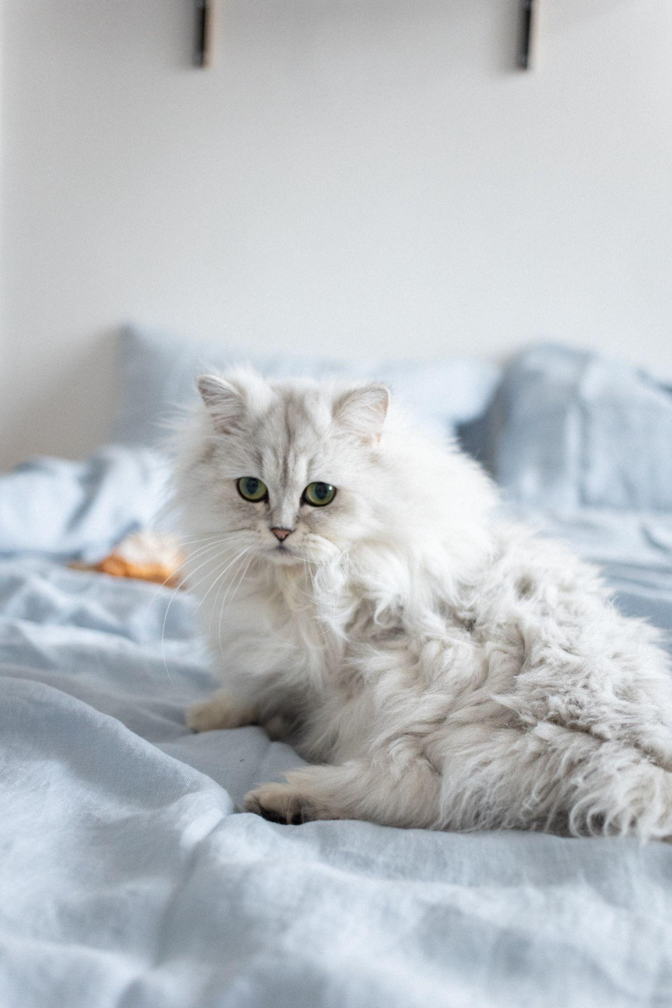 Persian cat