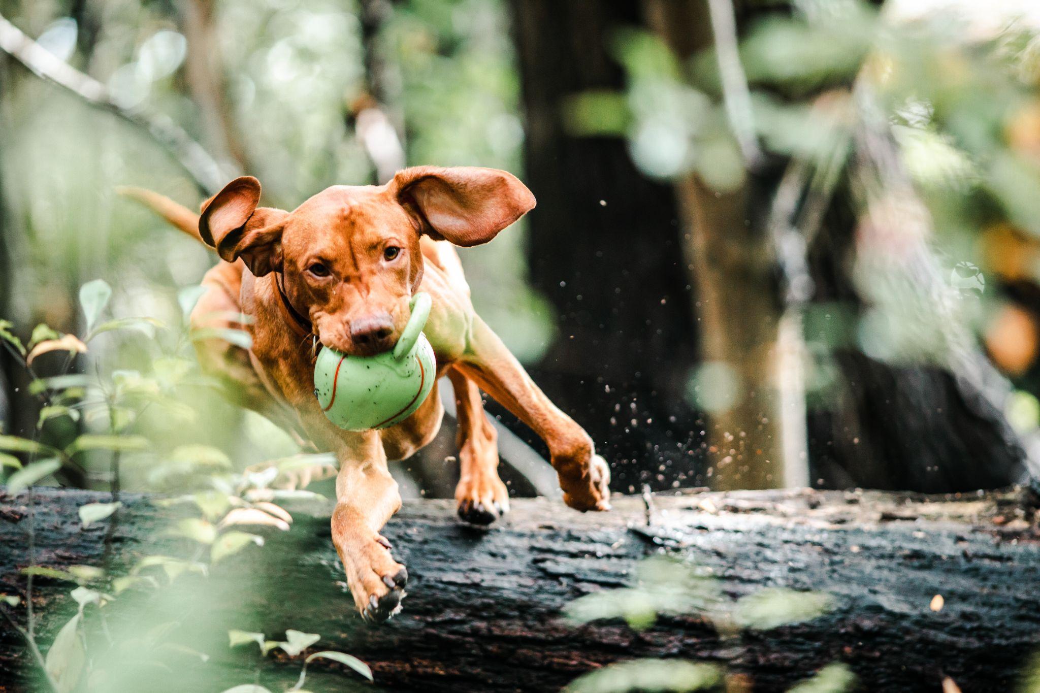 Dog playing ball