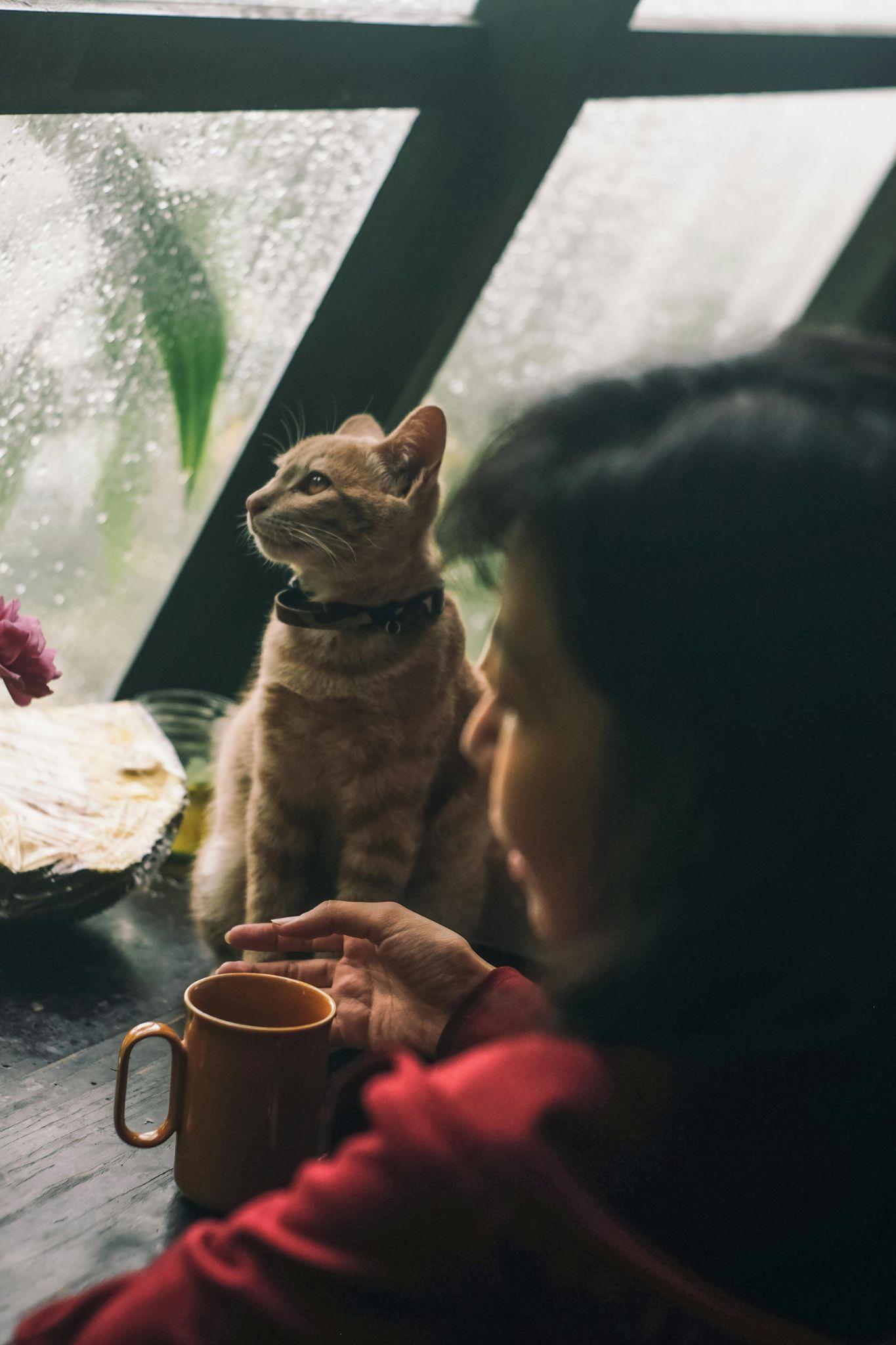 Cat in rain