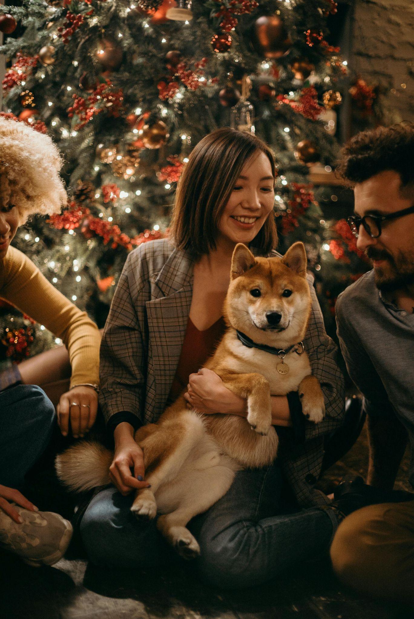 Christmas dog