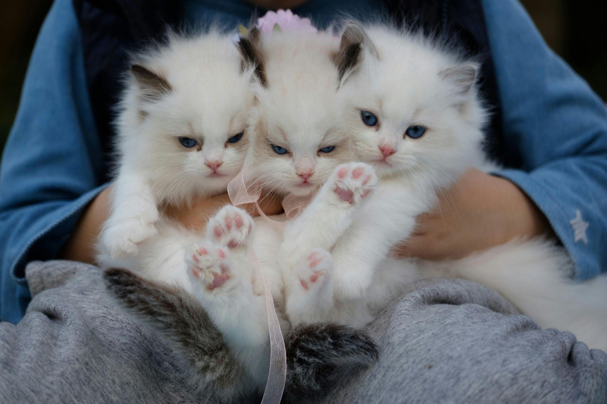 Baby cats