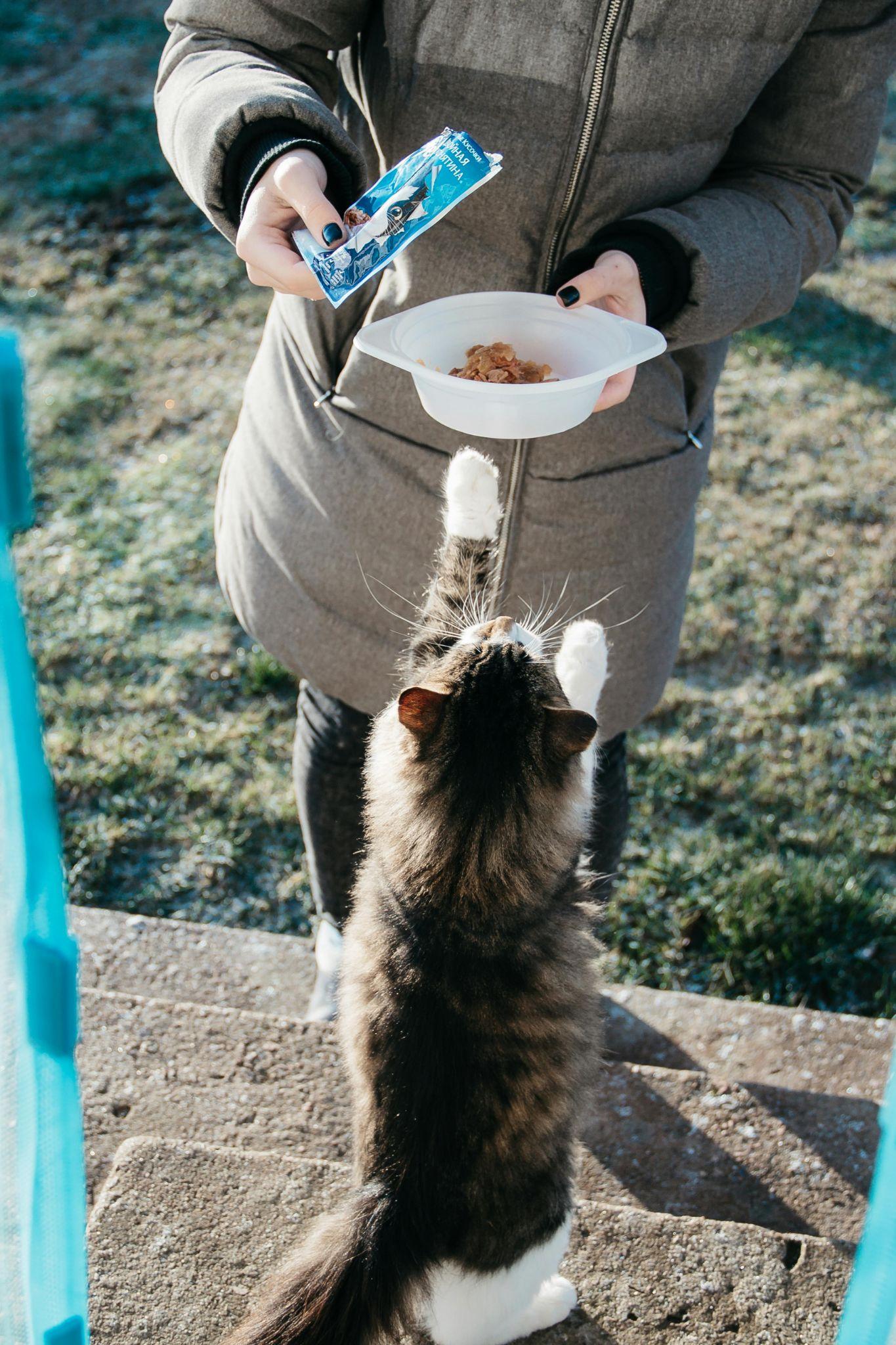 Hungry cat