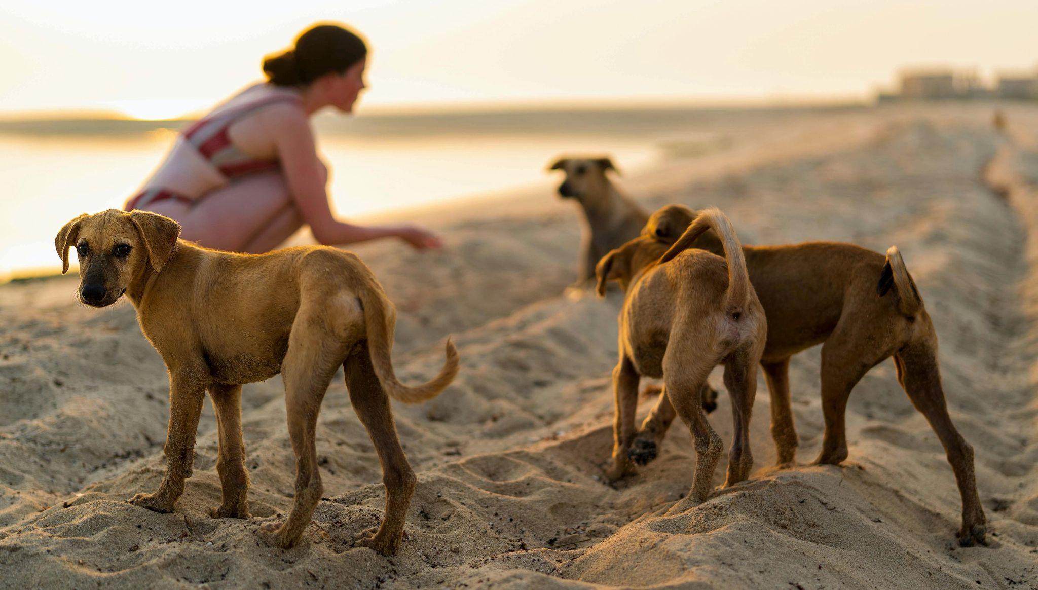 Beach dogs