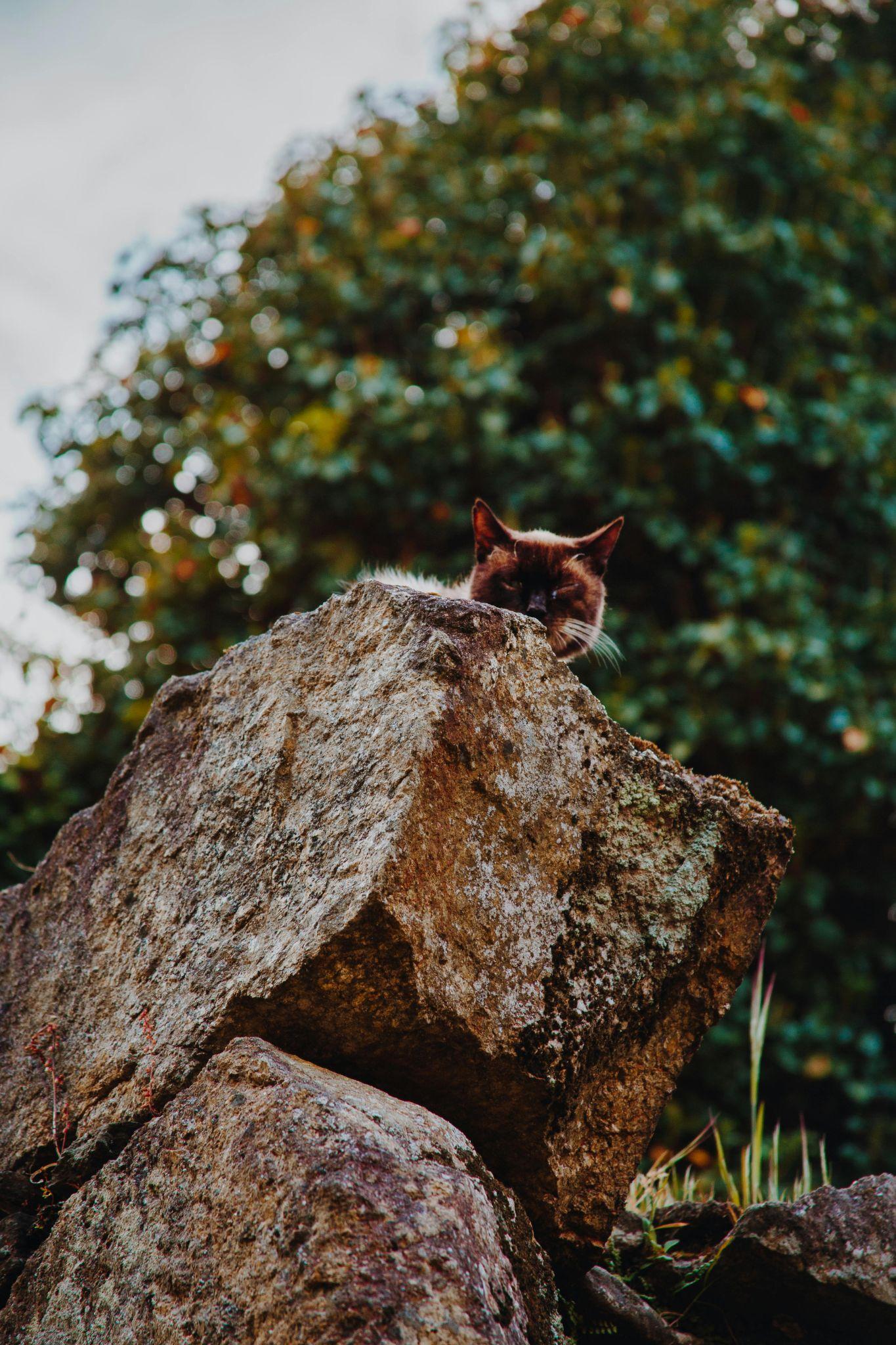 Cat on stone