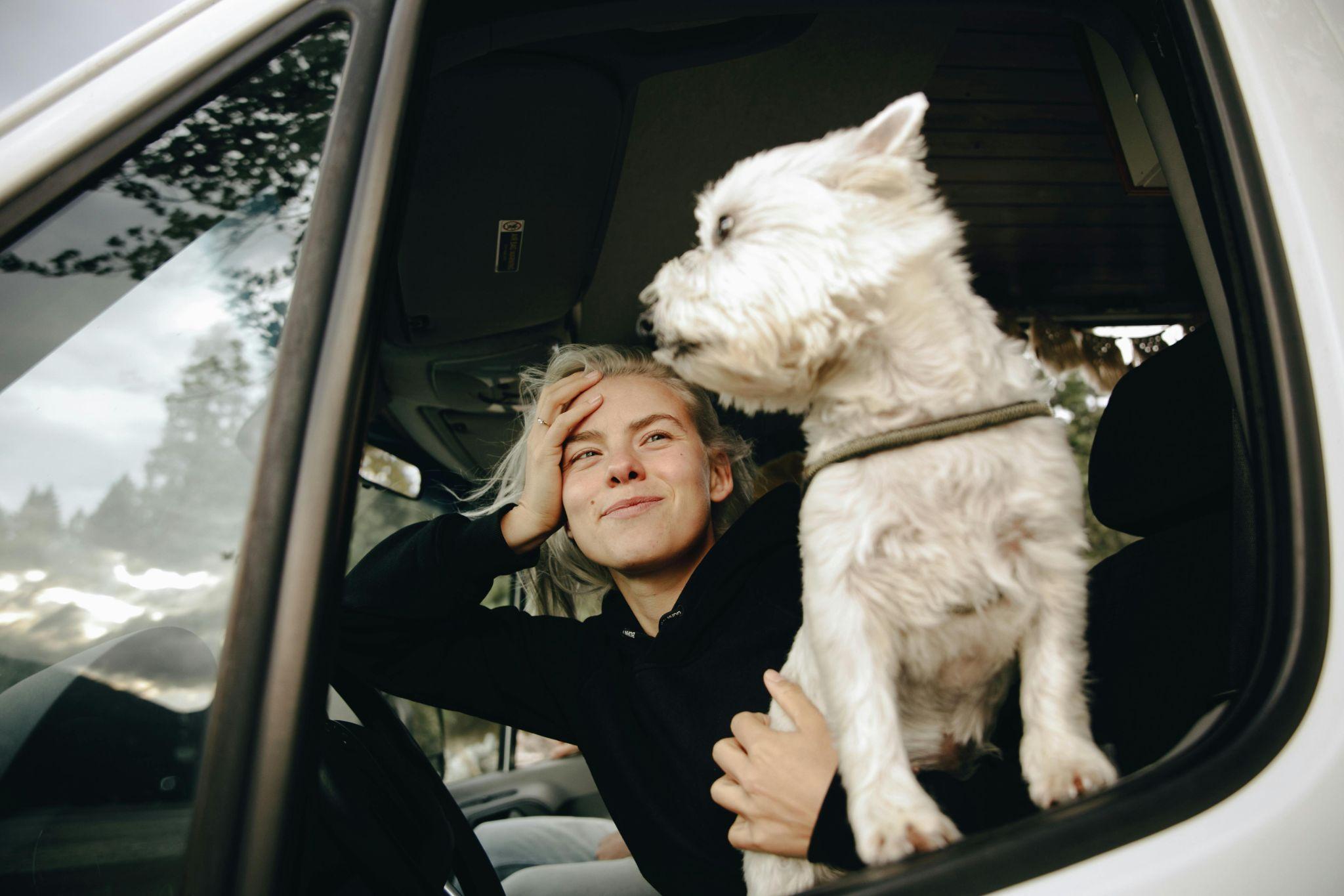 Dog in a car