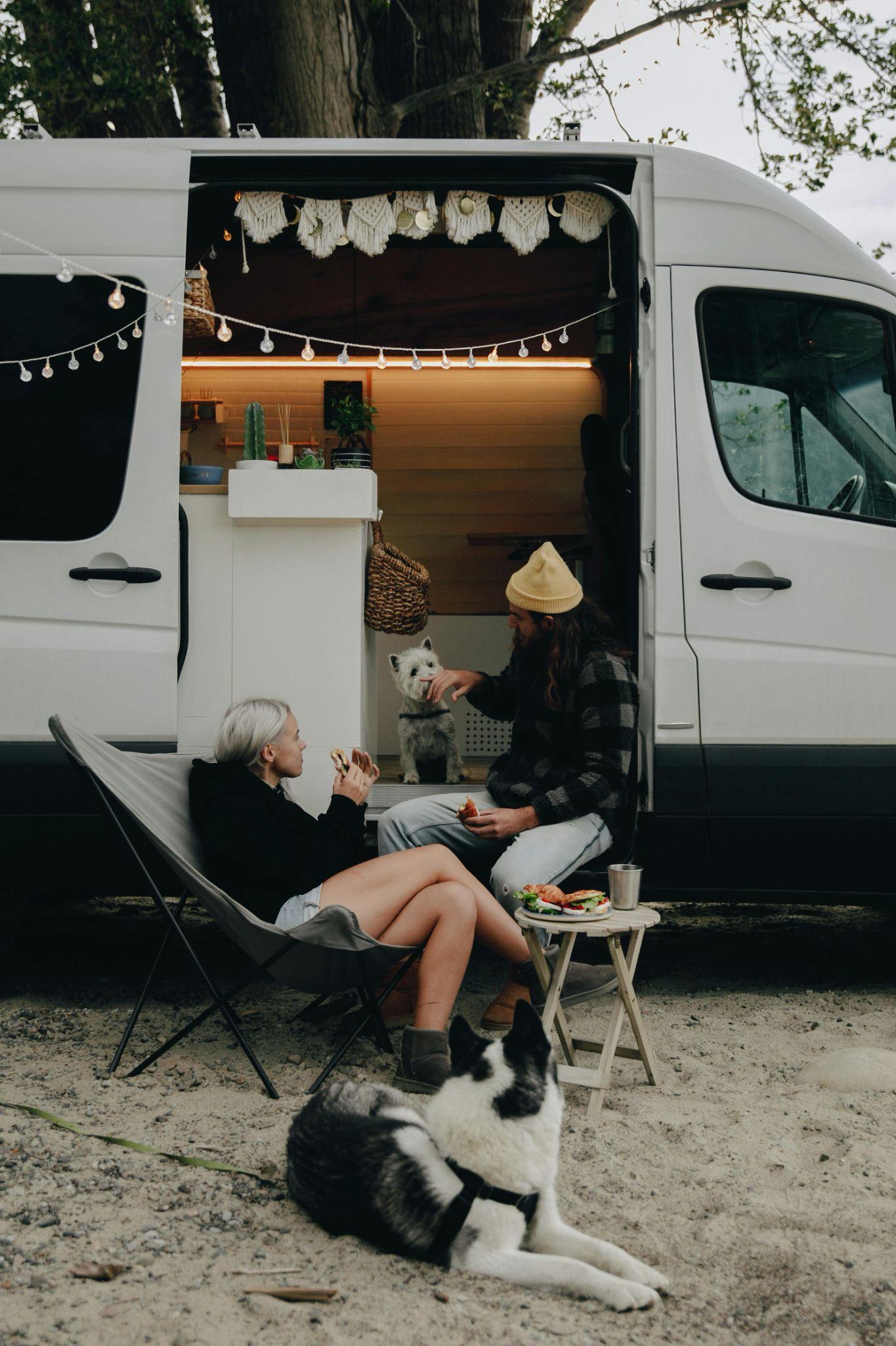 Camping dogs