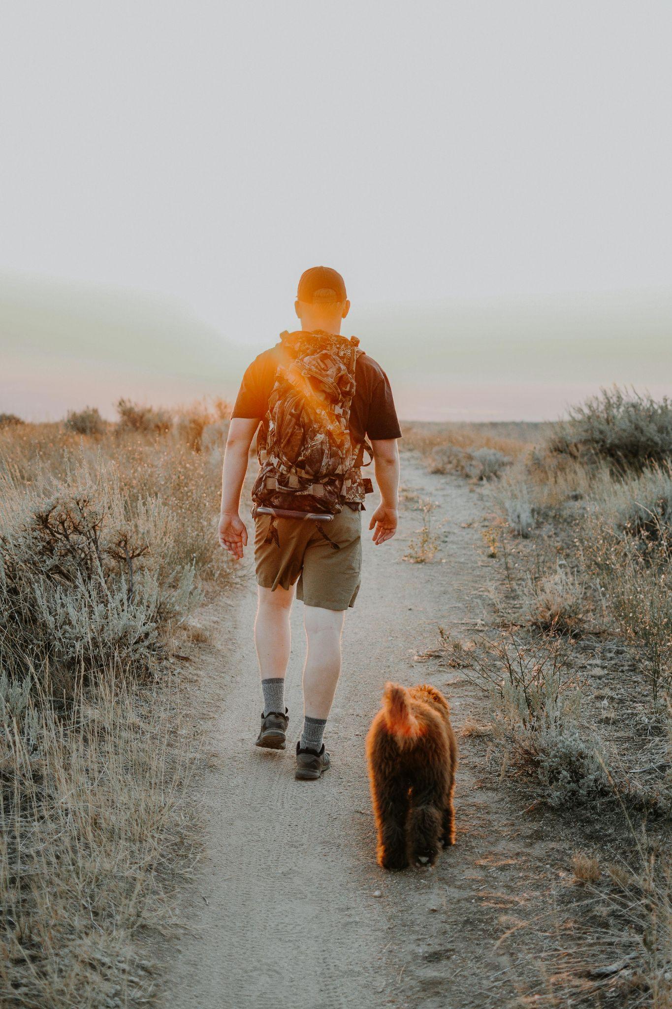 Dog on a sun set