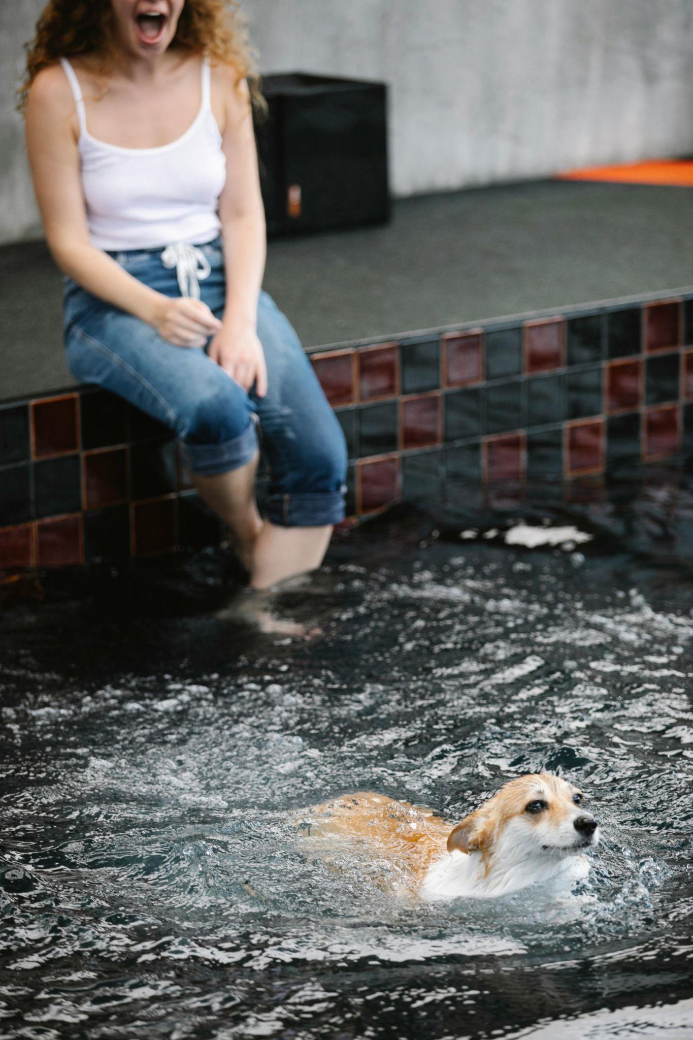 Swimming dog