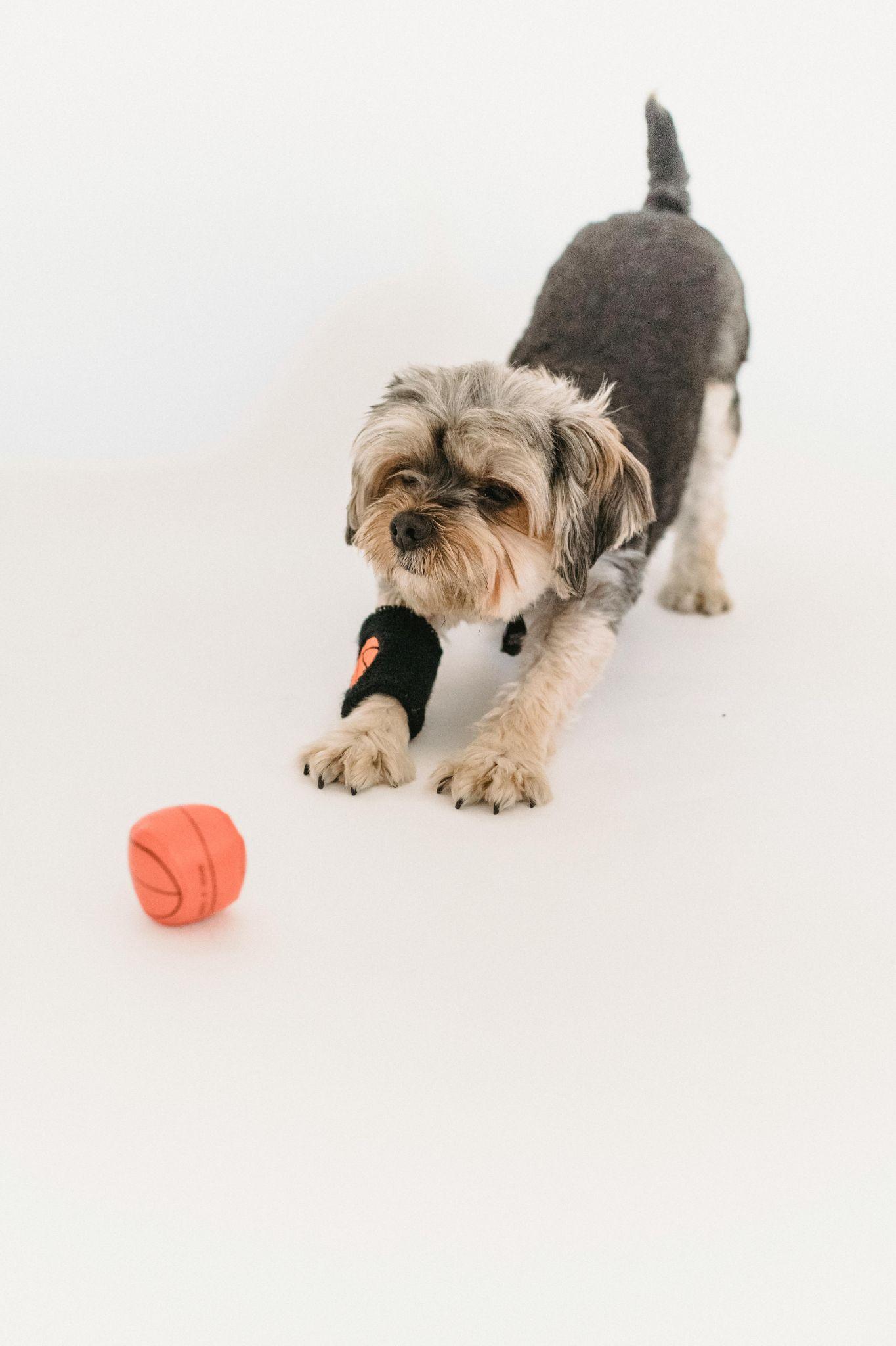 Dog playing with ball