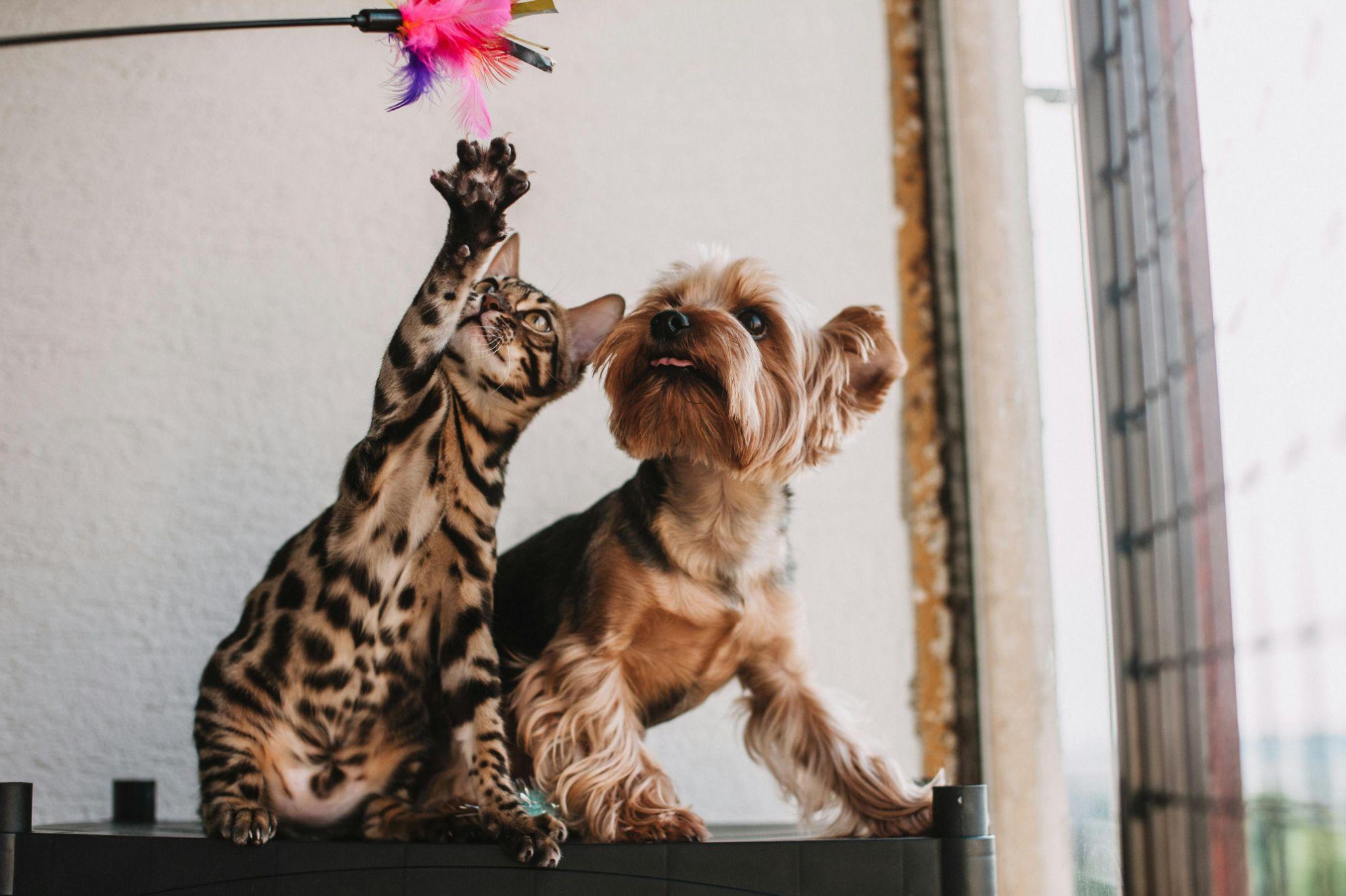 Dog and Cat playing