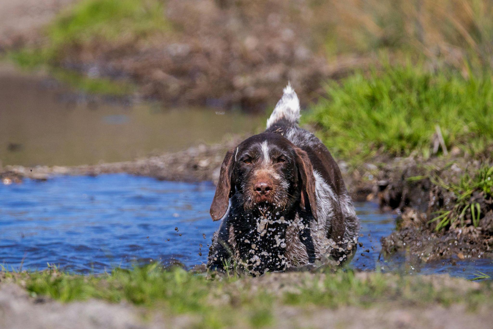 Dog in lake