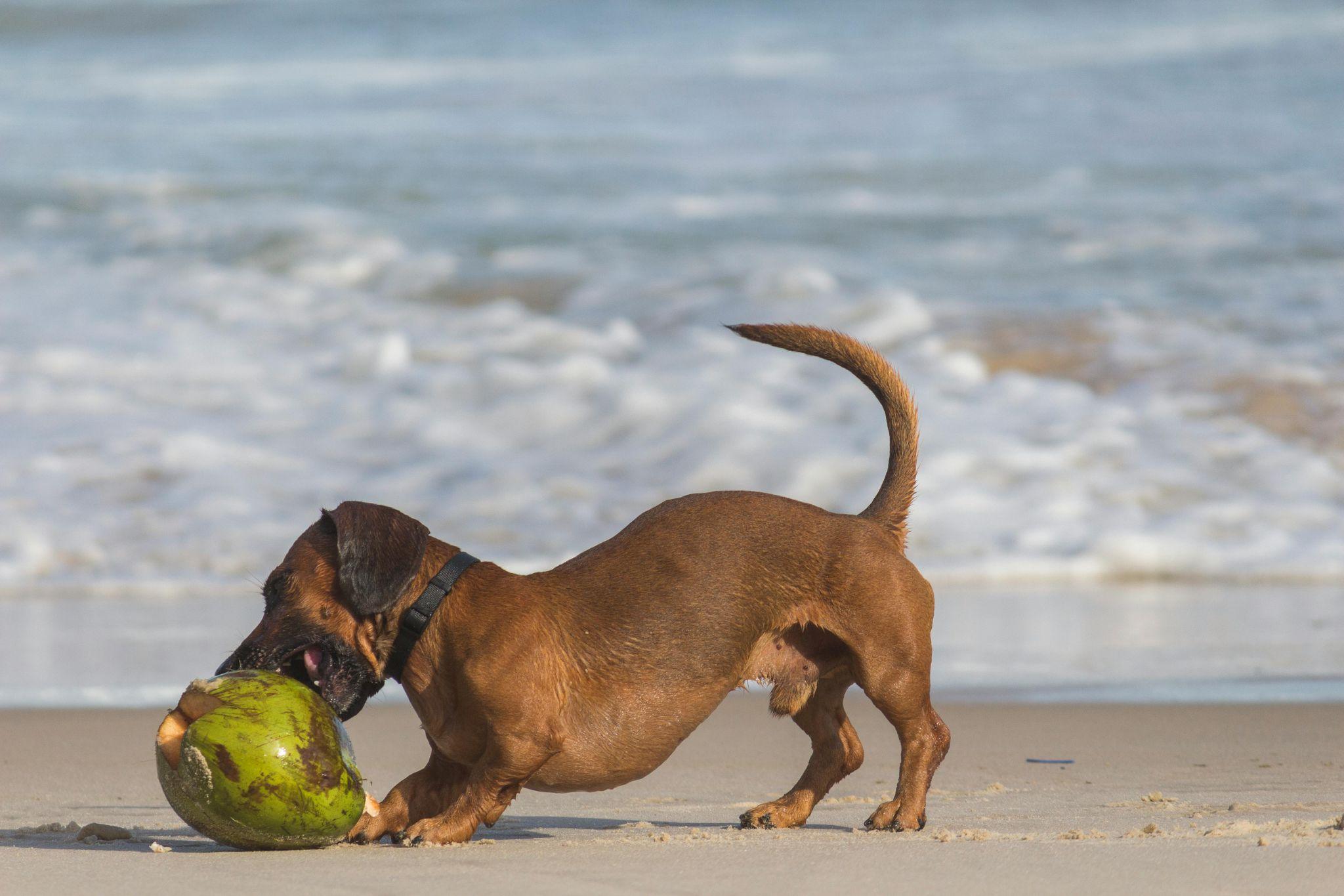 Beach dog