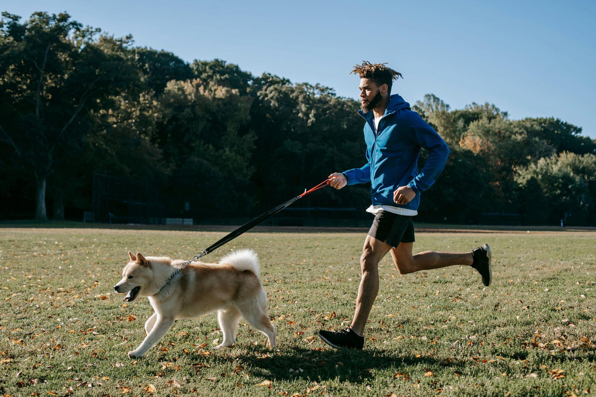 Dog running