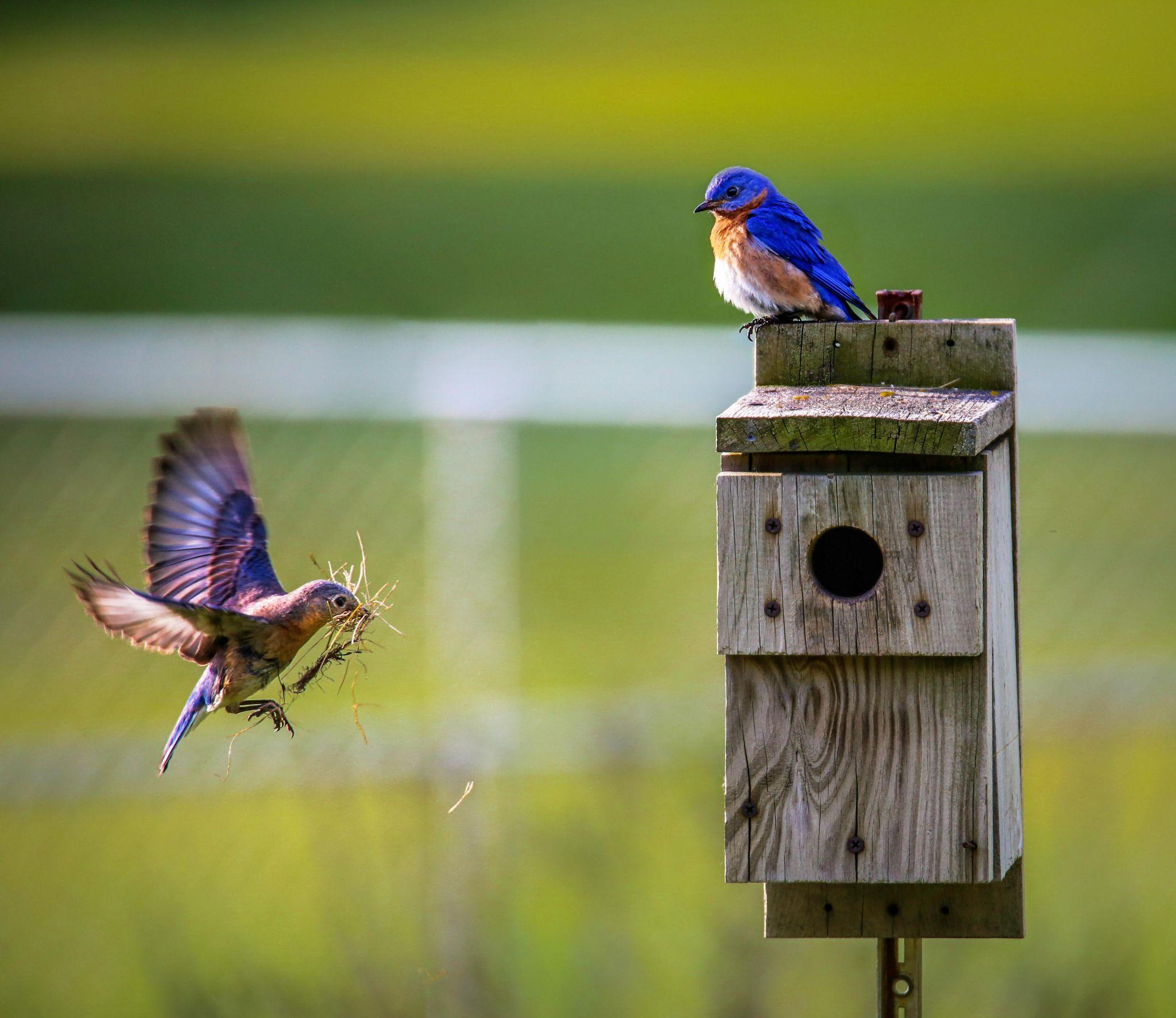 Blue bird