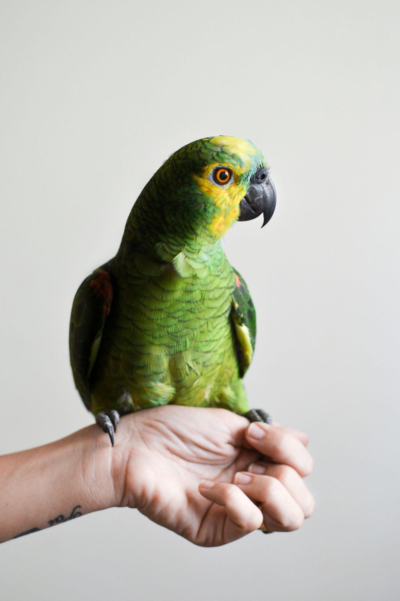 Parrot